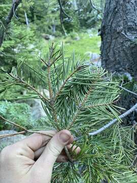 Image of white fir