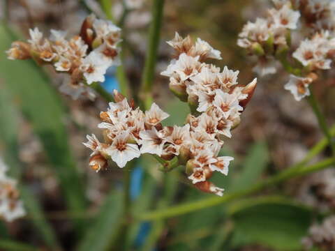 Image of Limonium sinense (Girard) Kuntze