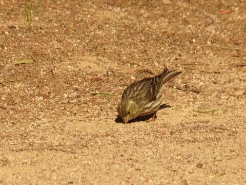 Image of serin, european serin