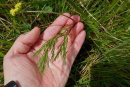 صورة Lomatium bradshawii (Rose ex Mathias) Mathias & Constance