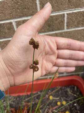 Image de Juncus pallescens Lamarck