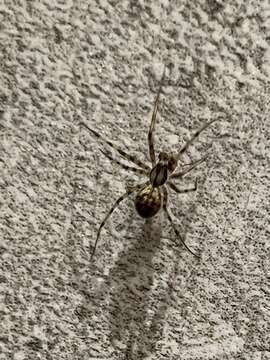 Image of cave cobweb spiders