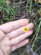 Image of cobbler's tack