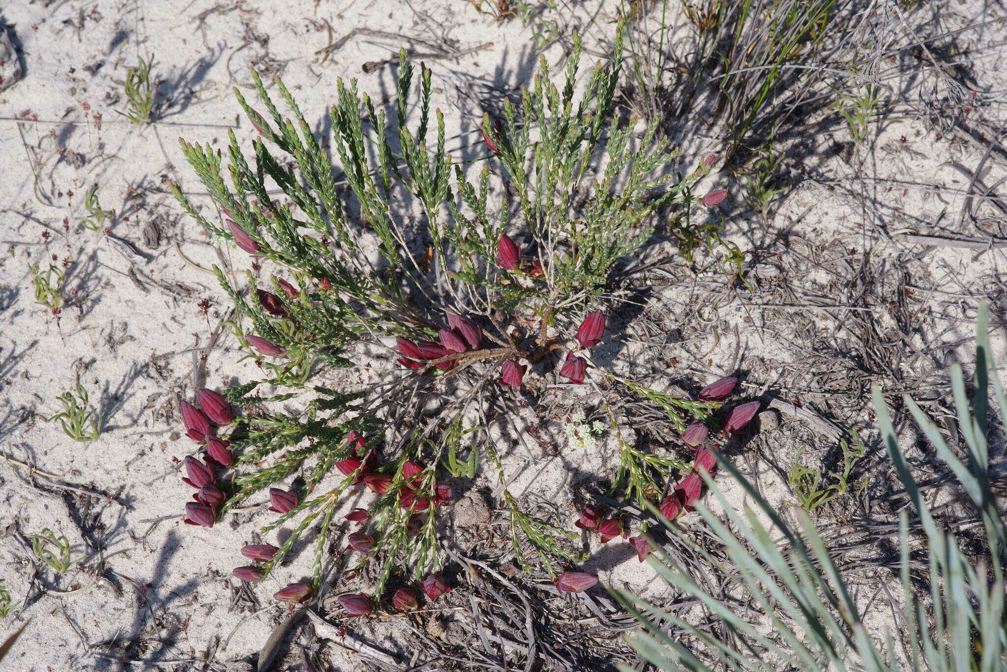 Image of Darwinia speciosa (Meissner) Benth.