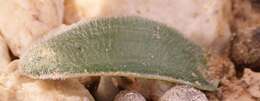 Image of Albuca unifolia (Retz.) J. C. Manning & Goldblatt