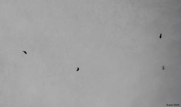Image of Snow flea