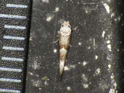 Image of Cedestis subfasciella Stephens