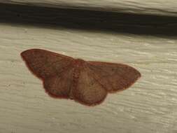 Image of Idaea eugeniata Millière 1872