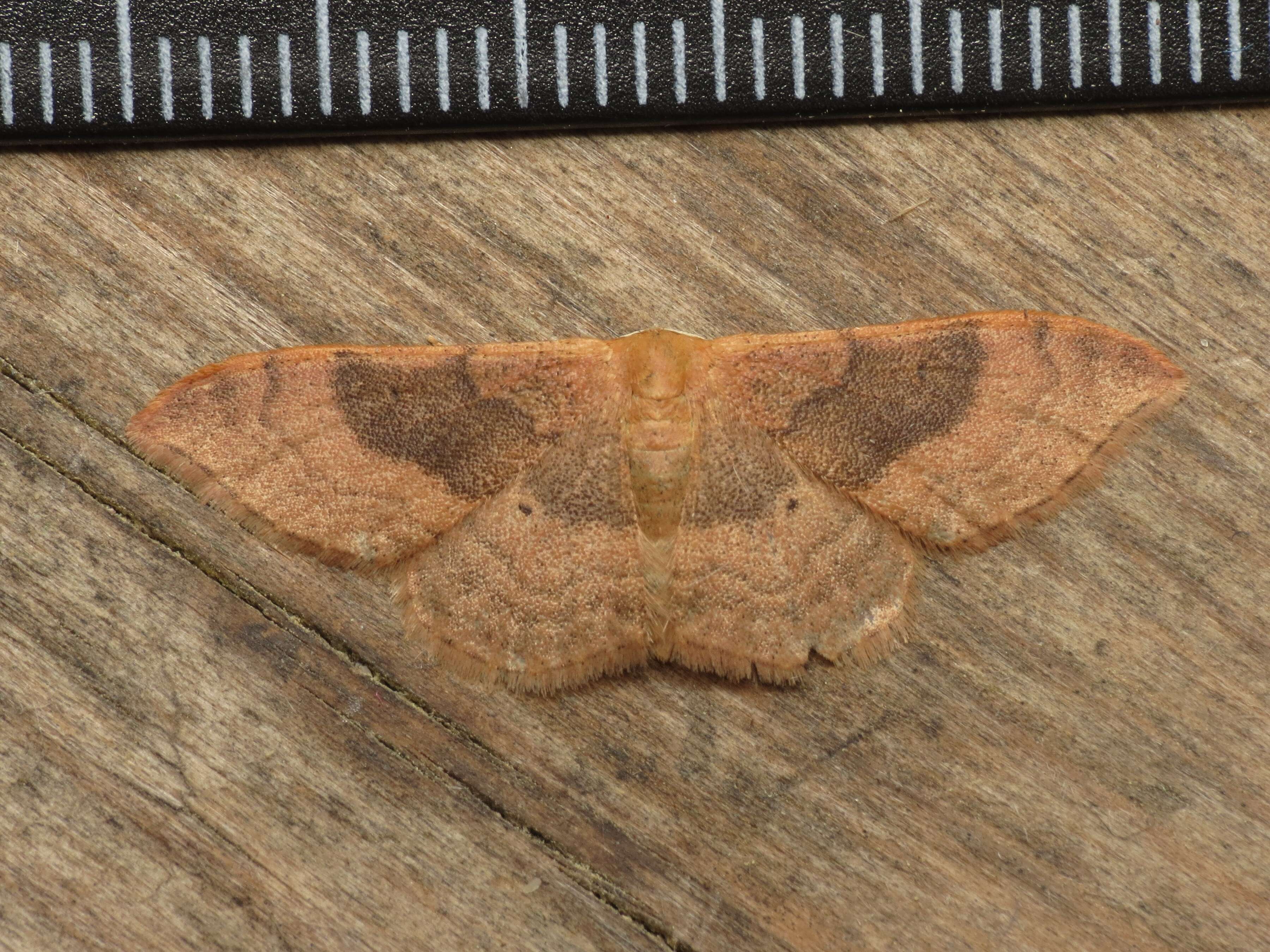 Image of Idaea degeneraria Hübner 1798