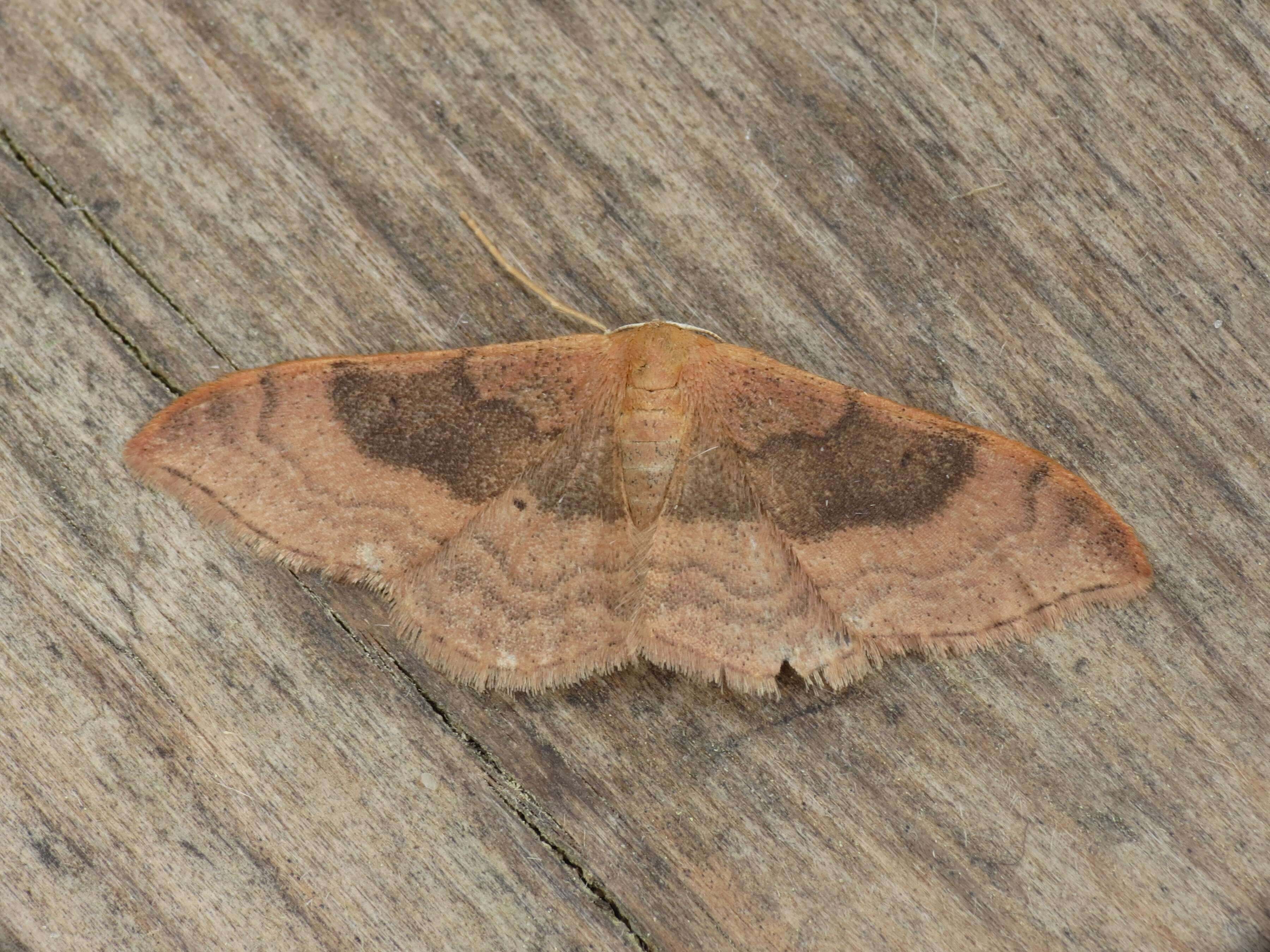 Image of Idaea degeneraria Hübner 1798