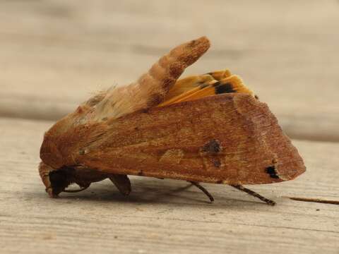 Image of Large Yellow Underwing