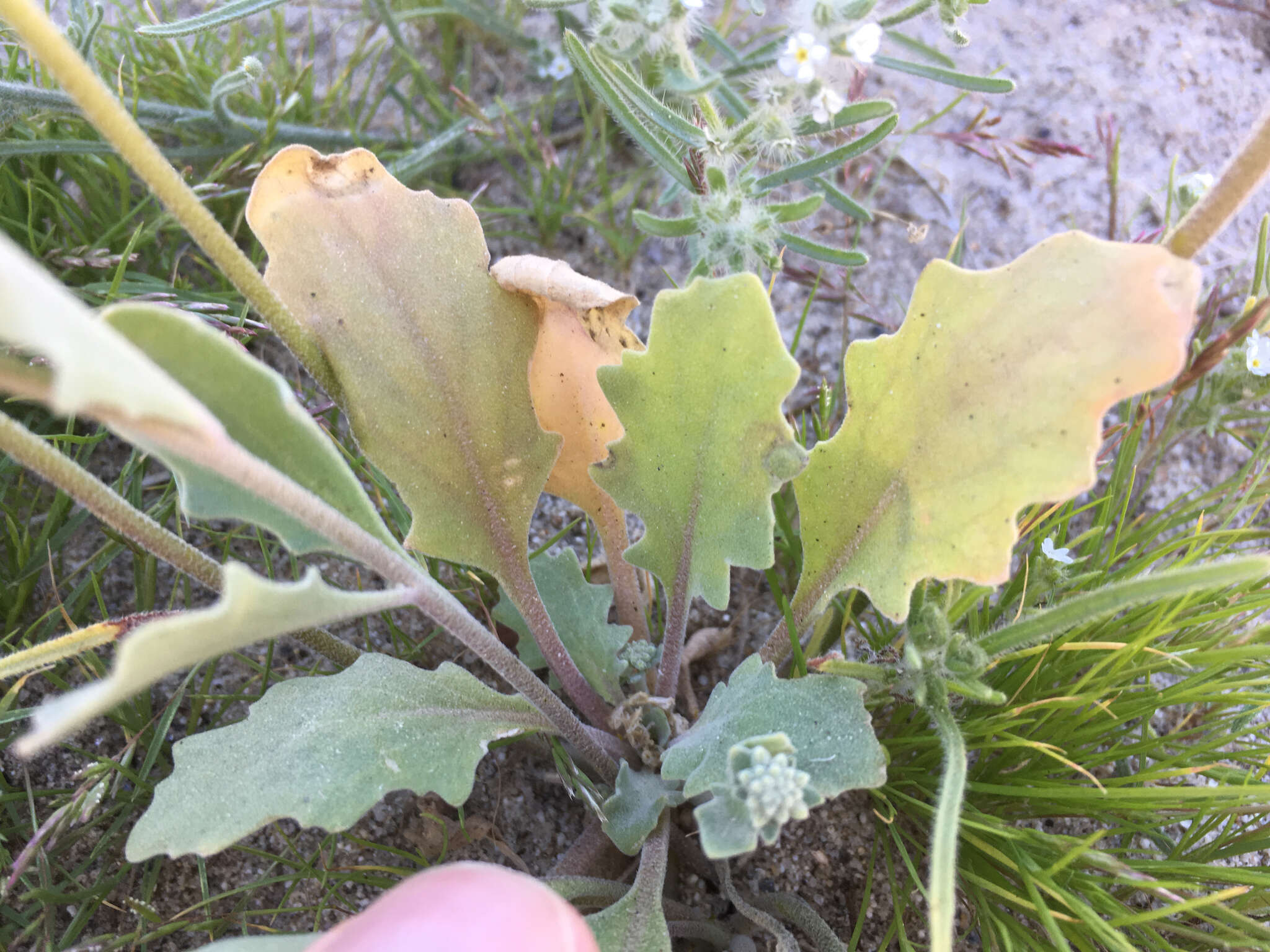 Image of California shieldpod