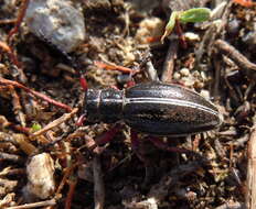 Image of Dorcadion (Cribridorcadion) pedestre (Poda 1761)