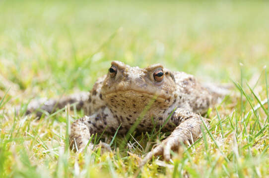 Image of Common Toad