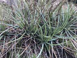 Image of Dyckia remotiflora A. Dietr.