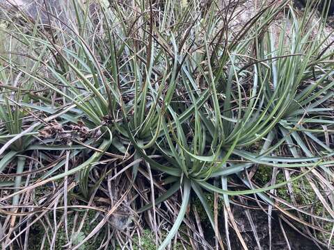 Image of Dyckia remotiflora A. Dietr.