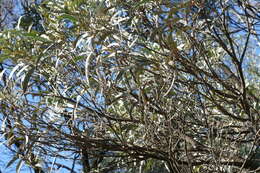 Image of Acacia harpophylla F. Muell. ex Benth.