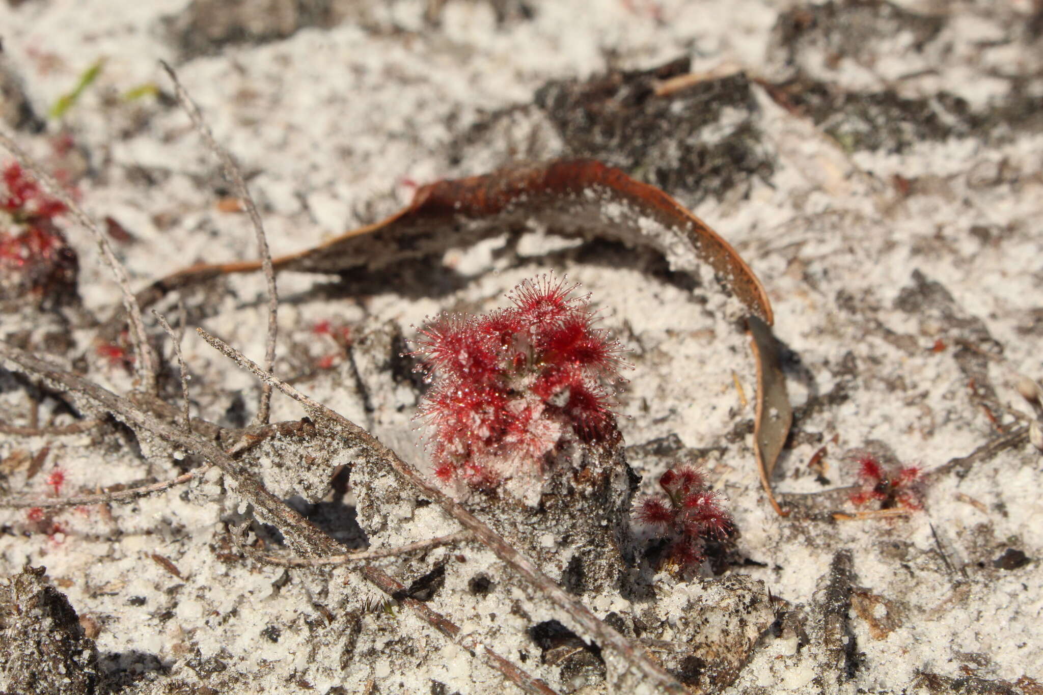 Image of Drosera paleacea subsp. roseana (N. Marchant & Lowrie) Schlauer