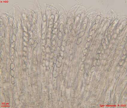 Image de Pseudoboubovia benkertii (B. Perić) U. Lindem., M. Vega, B. Perić & Tena 2015