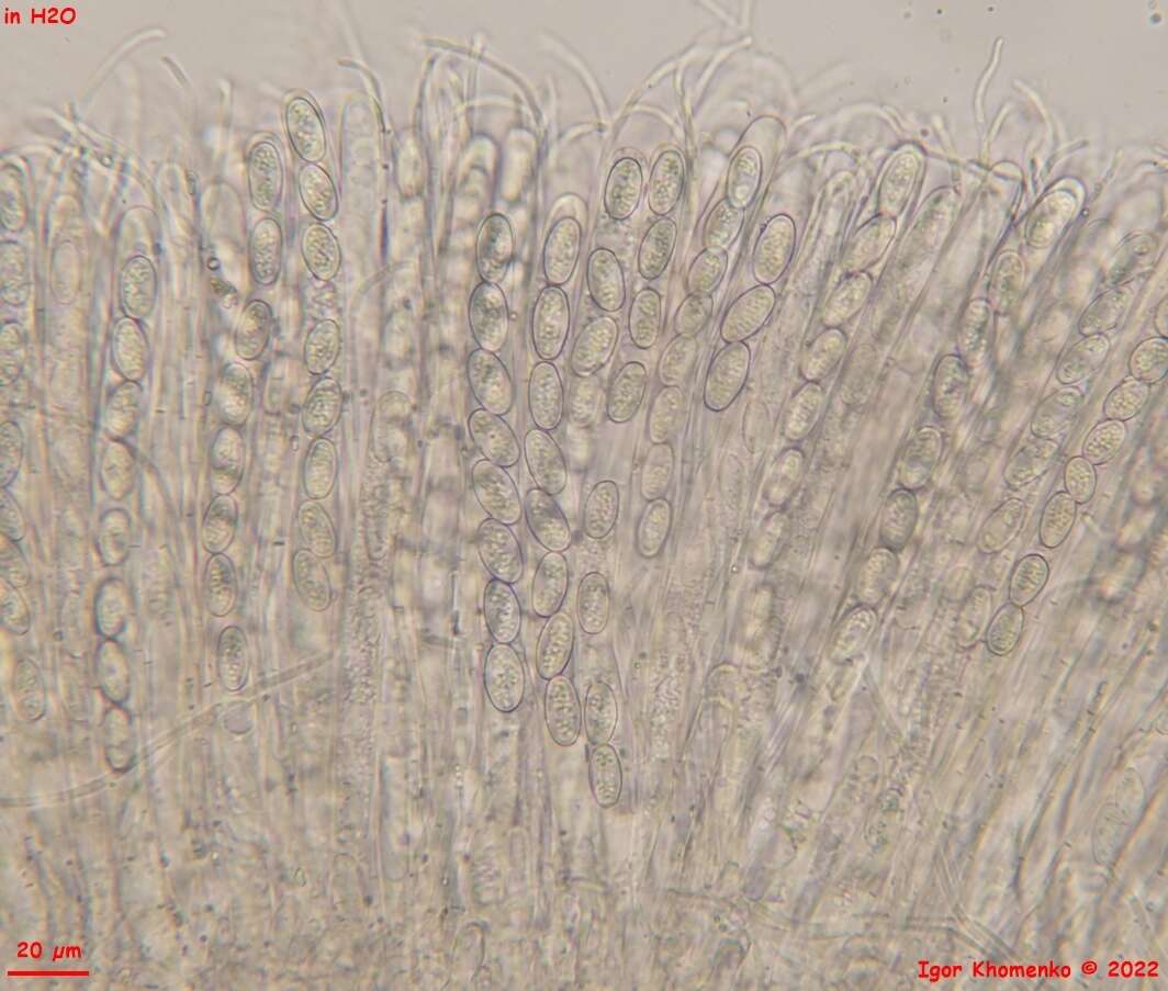 Imagem de Pseudoboubovia benkertii (B. Perić) U. Lindem., M. Vega, B. Perić & Tena 2015