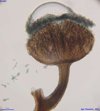 Image of stenocybe lichen