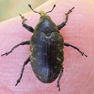 Image of Weevil