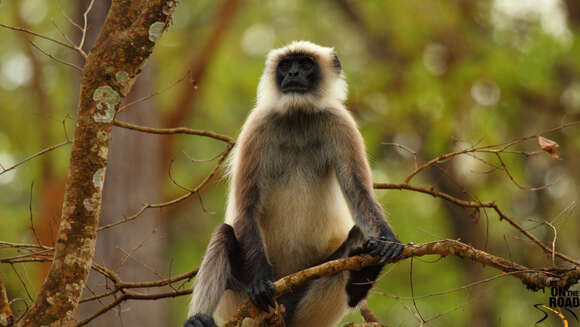 صورة Semnopithecus hypoleucos