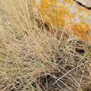 Image of Montana wheatgrass