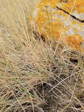 Image of Montana wheatgrass