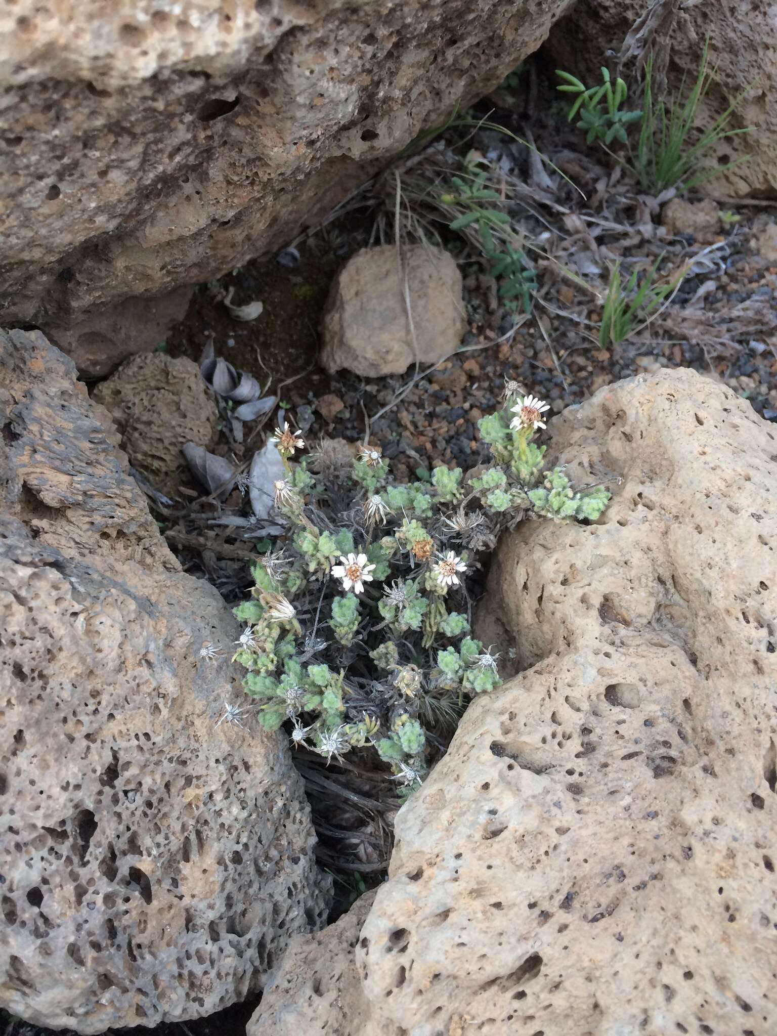 Plancia ëd Tetramolopium humile subsp. haleakalae T. K. Lowrey