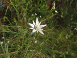 Image of Alepidea peduncularis Steud. ex A. Rich.