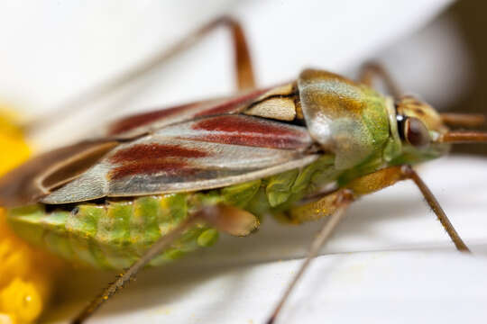 Image of Calocoris roseomaculatus (De Geer 1773)