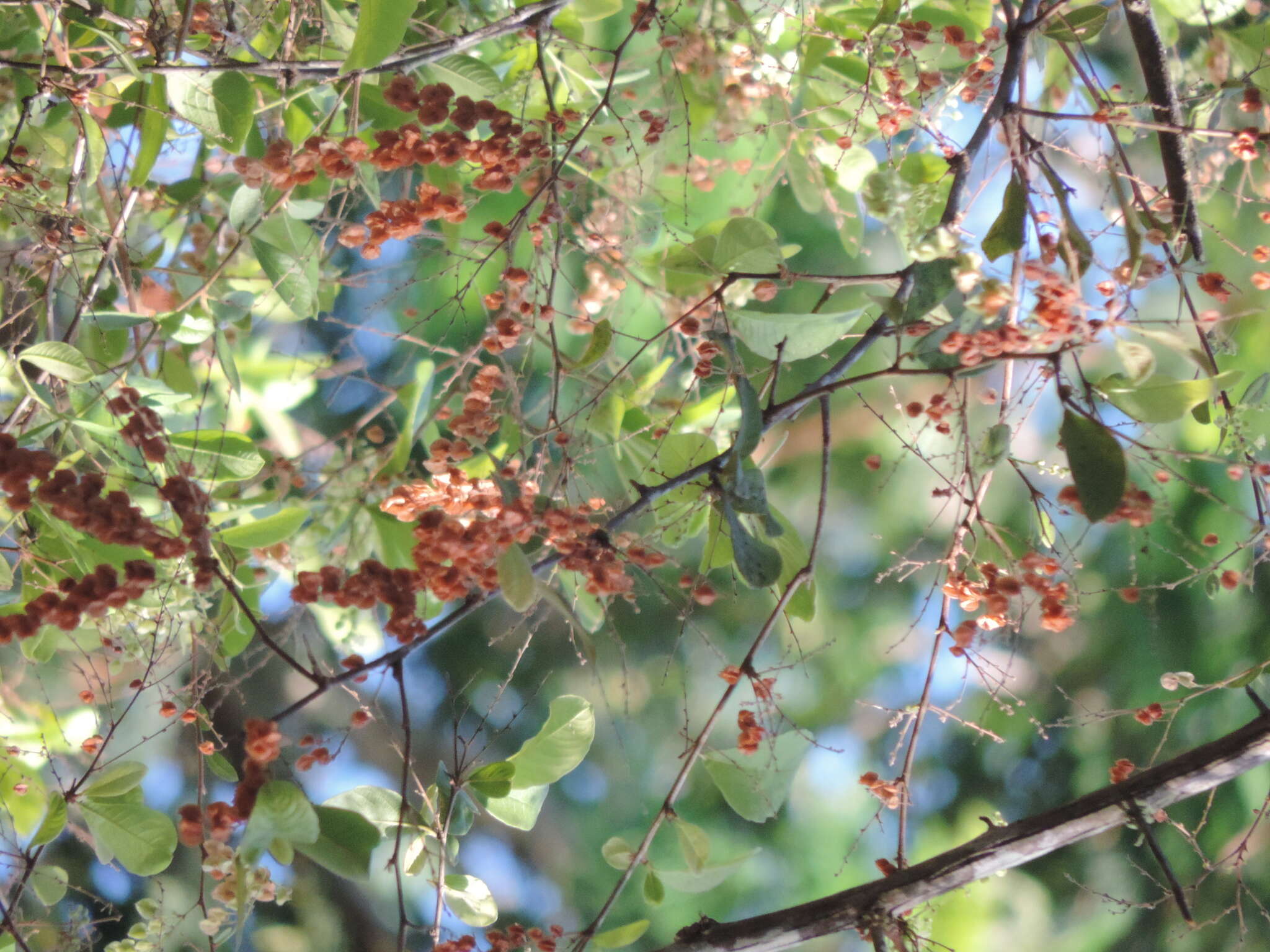 Image of Gymnopodium