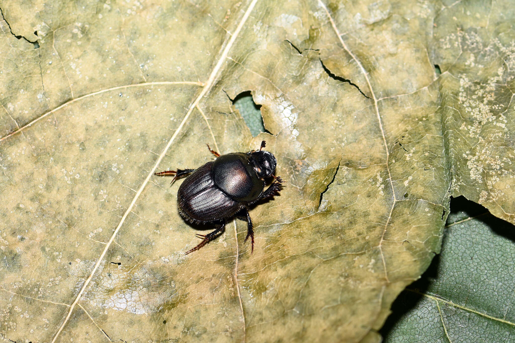 Image of Onthophagus illyricus (Scopoli 1763)