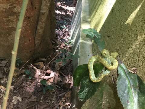 Image of African Bush Viper