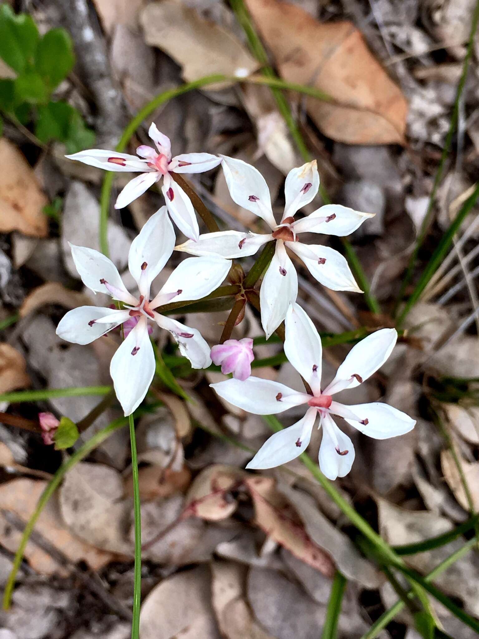 Image of Burchardia multiflora Lindl.