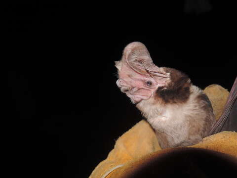 Image of Large-eared Giant Mastiff Bat -- Large-eared free-tailed bat