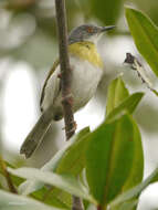 Image of Apalis flavida caniceps (Cassin 1859)