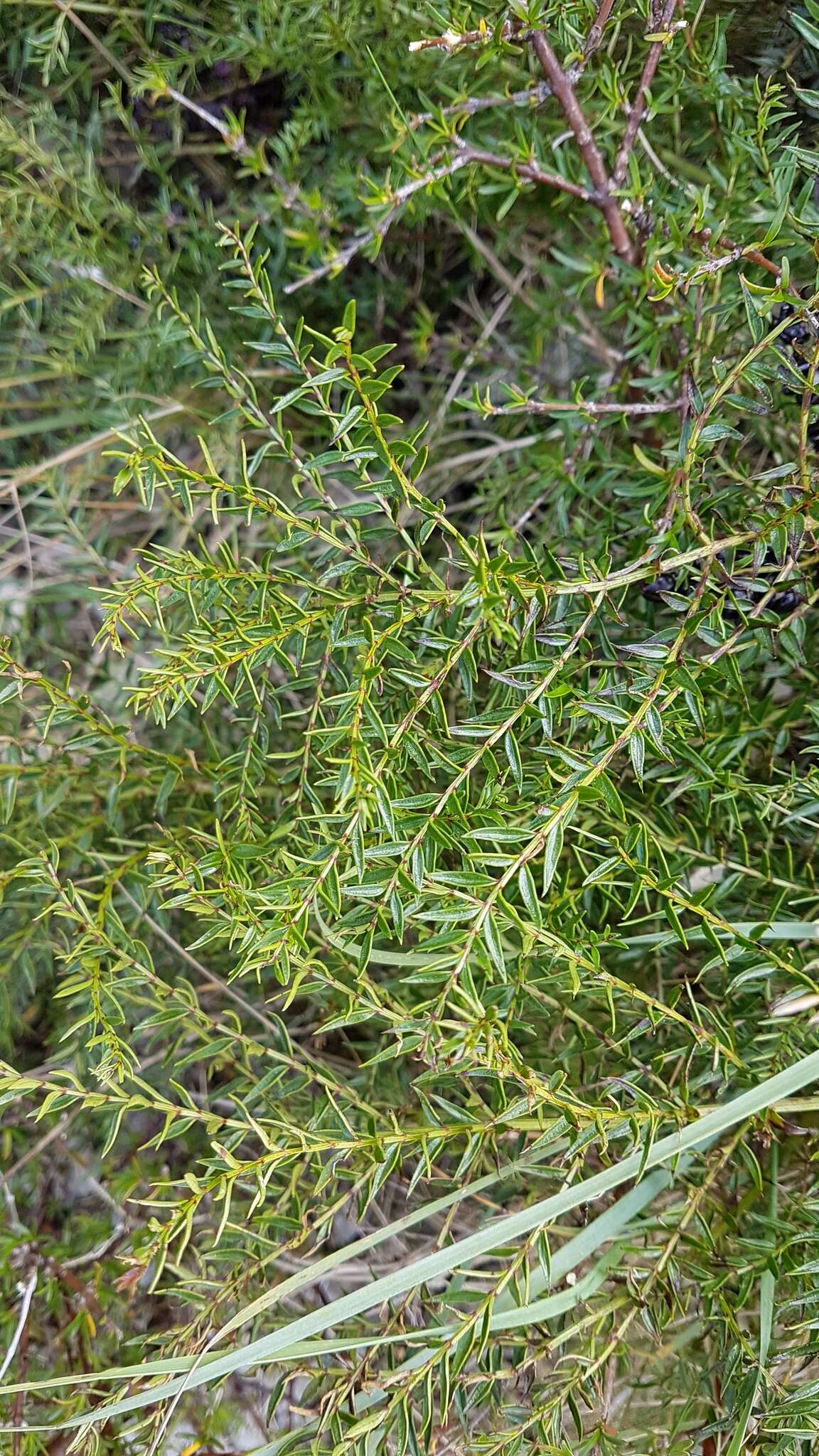 Coriaria plumosa W. R. B. Oliv. resmi