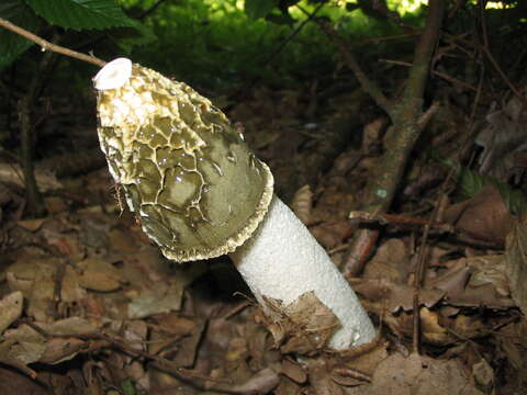 Image of Stinkhorn