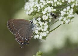 Image of Satyrium ilicis