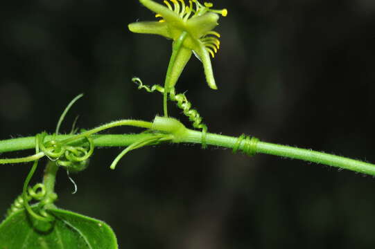 Image of corkystem passionflower