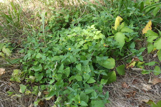 Calyptocarpus resmi