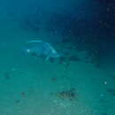 Image of Brown-spotted boarfish