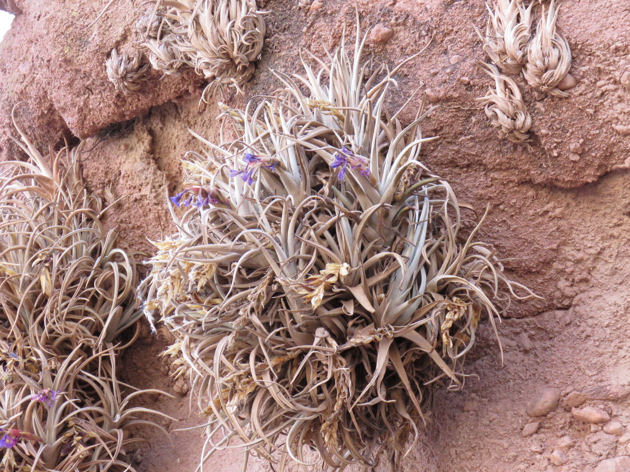 Image of Tillandsia zecheri var. cafayatensis Palací & G. K. Br.