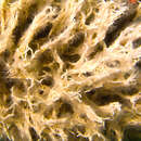 Image of Filigreed Coral Worm