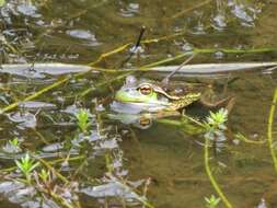 Image of Green and Gold Frog