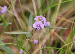 Слика од Hovea heterophylla Hook. fil.