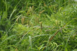 Image of Carex maximowiczii Miq.