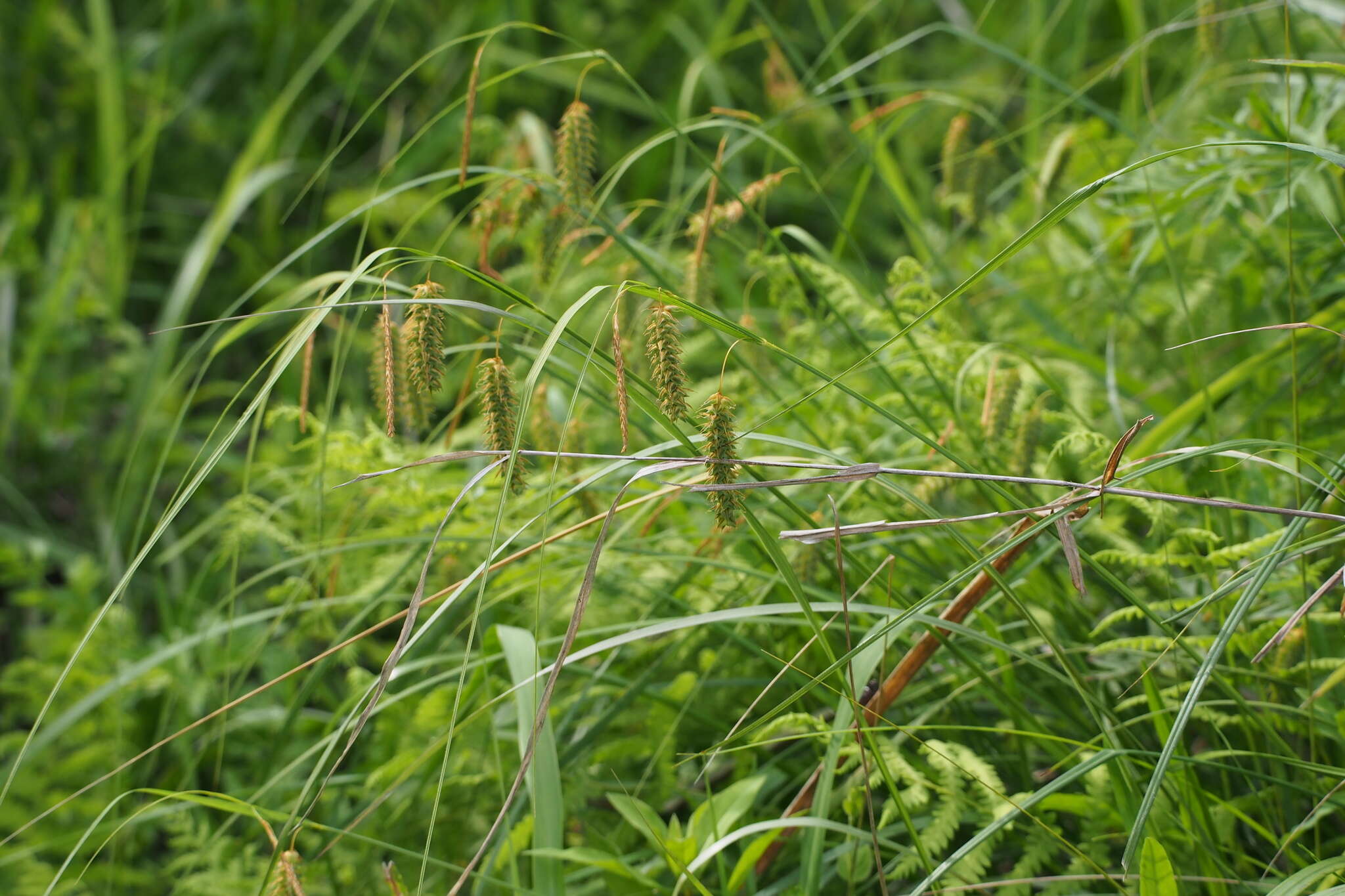 Image of Carex maximowiczii Miq.